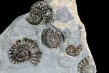 Ammonite (Promicroceras) Cluster - Somerset England #86242-2